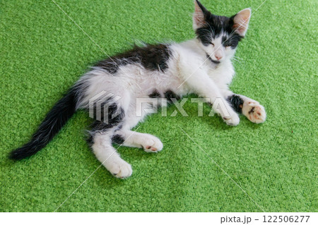 Beautiful cat on a bed at home 122506277