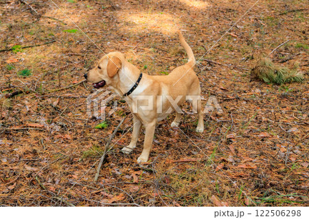 Labrador retriever walking in the pine forest at autumn 122506298
