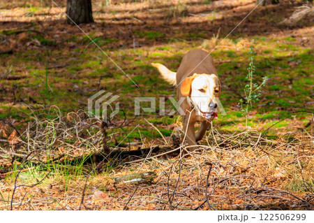 Labrador retriever walking in the pine forest at autumn 122506299
