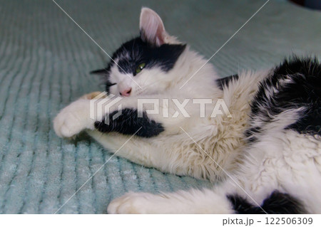 Beautiful cat playing with a mouse toy on a bed Beautiful cat playing with a mouse toy on a bed 122506309