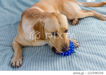 Labrador retriever dog playing with ball toy 122506330