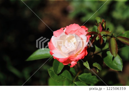 荒尾市　おもやい市民花壇　バラの花、 122506359