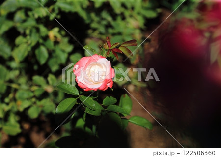 荒尾市　おもやい市民花壇　バラの花、 122506360