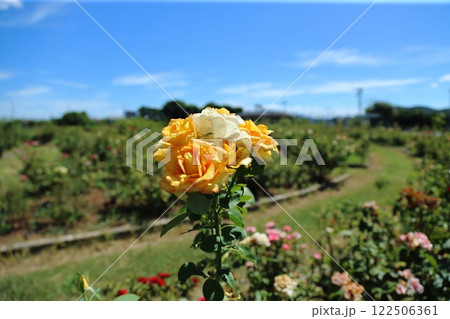 荒尾市　おもやい市民花壇　バラの花、 122506361