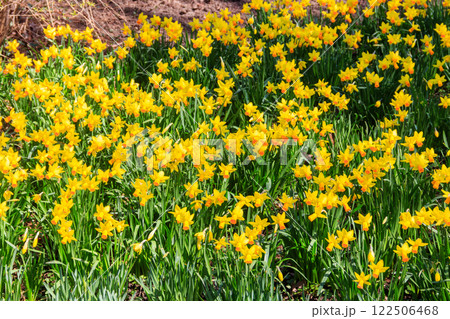 Daffodil flowers in a garden. Beautiful narcissus on flowerbed Daffodil flowers in a garden. Beautiful narcissus on flowerbed 122506468