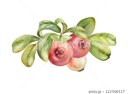 Lingonberry cranberry green leaves heap bunch, ripe swamp forest berry bearberry teaberry wintergreen. Isolated botanical illustration, watercolor hand drawn. For dessert menu, wedding, farmers market 122506517