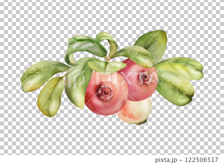 Lingonberry cranberry green leaves heap bunch, ripe swamp forest berry bearberry teaberry wintergreen. Isolated botanical illustration, watercolor hand drawn. For dessert menu, wedding, farmers market 122506517