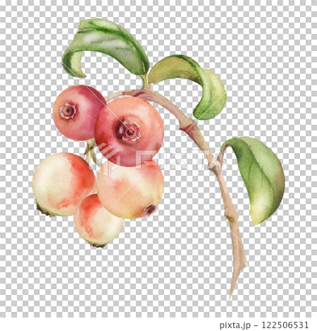 Cranberry lingonberry on branch with green leaves, ripe forest berry bearberry teaberry wintergreen cluster group, hand drawn in watercolor. Isolated botanical illustration, for menu, farmers market Cranberry lingonberry on branch with green leaves, ripe forest berry bearberry teaberry wintergreen cluster group, hand drawn in watercolor. Isolated botanical illustration, for menu, farmers market 122506531