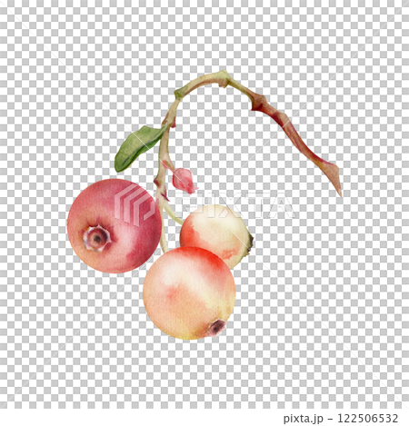 Lingonberry cranberry cluster bunch on branch, ripe swamp forest berry wintergreen teaberry bearberry, watercolor hand drawn. Isolated botanical illustration. Home preserves, stationery, recipe book Lingonberry cranberry cluster bunch on branch, ripe swamp forest berry wintergreen teaberry bearberry, watercolor hand drawn. Isolated botanical illustration. Home preserves, stationery, recipe book 122506532