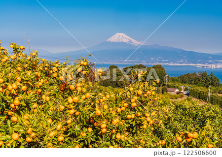 【静岡県】伊豆西浦のみかん畑の向こうに富士山 【静岡県】伊豆西浦のみかん畑の向こうに富士山 122506600