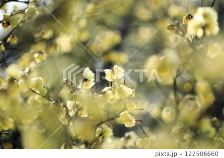 満開を迎える蝋梅 122506660