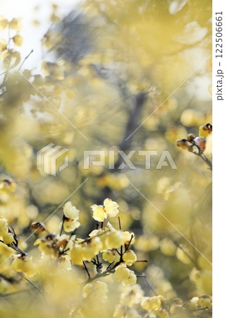 満開を迎える蝋梅 122506661