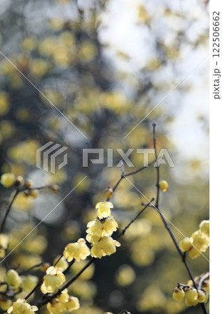 満開を迎える蝋梅 122506662