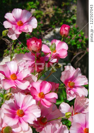 ラナンキュラス　ラックス　 122507043