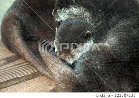 複数のカワウソ寝姿【食肉目イタチ科カワウソ亜科】 122507235