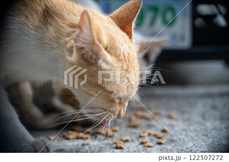 A ginger coloured cat eating kibbles. Concept for pet feeding time. Selective focus 122507272