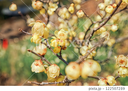 ロウバイ 122507289