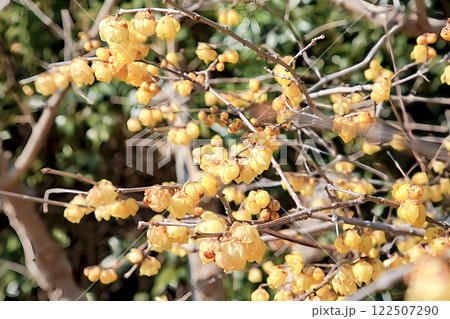 ロウバイ ロウバイ 122507290