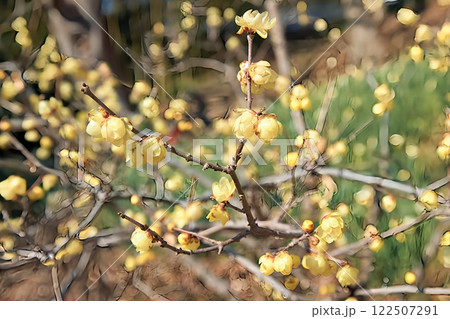 ロウバイ ロウバイ 122507291