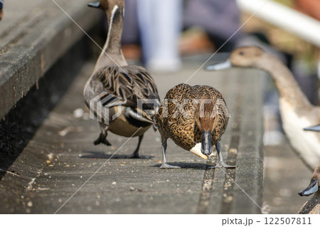 パンクズを拾うオナガガモ 122507811
