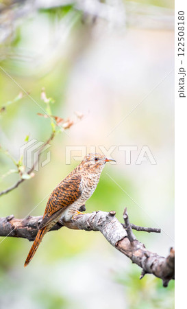 Bird (Plaintive Cuckoo) in a nature wild Bird (Plaintive Cuckoo) in a nature wild 122508180