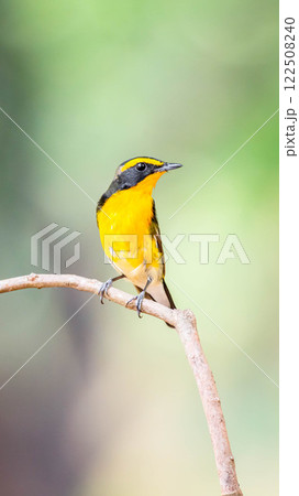 Bird (Narcissus Flycatcher) on tree in nature wild Bird (Narcissus Flycatcher) on tree in nature wild 122508240