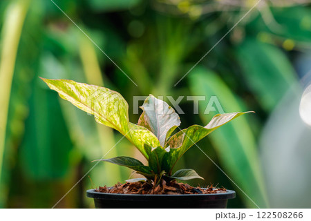 Greenery background nature plant leaf (Anthurium) 122508266