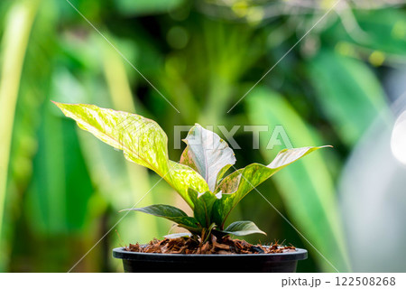 Greenery background nature plant leaf (Anthurium) Greenery background nature plant leaf (Anthurium) 122508268