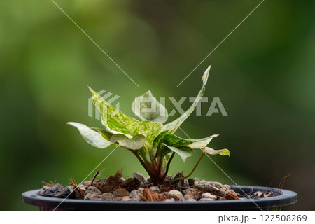 Greenery background nature plant leaf (Anthurium) Greenery background nature plant leaf (Anthurium) 122508269