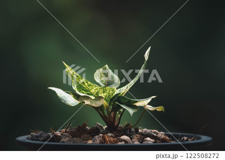 Greenery background nature plant leaf (Anthurium) Greenery background nature plant leaf (Anthurium) 122508272