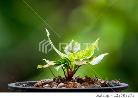 Greenery background nature plant leaf (Anthurium) Greenery background nature plant leaf (Anthurium) 122508273