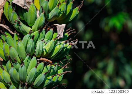 Greenery background nature plant and leaf (Banana) 122508360