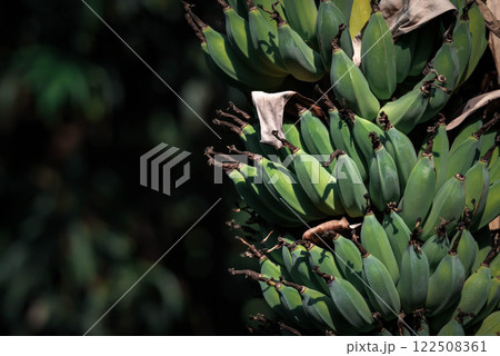 Greenery background nature plant and leaf (Banana) 122508361