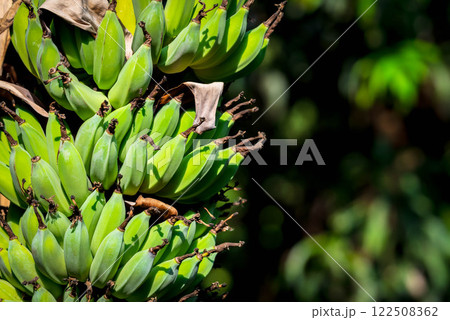 Greenery background nature plant and leaf (Banana) 122508362