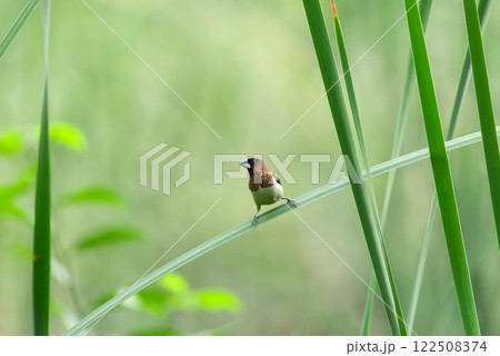 Bird (Scaly-breasted Munia) in a nature wild Bird (Scaly-breasted Munia) in a nature wild 122508374