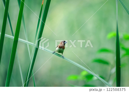 Bird (Scaly-breasted Munia) in a nature wild 122508375
