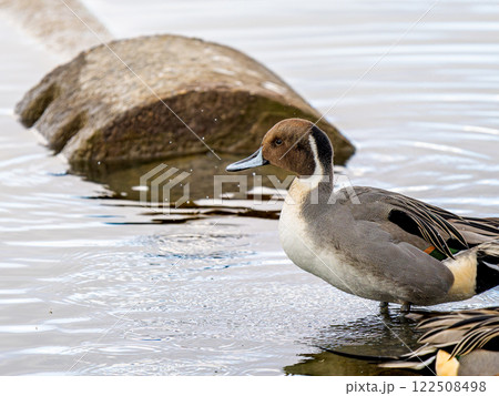 水辺のオナガガモ 水辺のオナガガモ 122508498