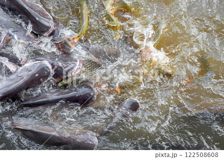 Crowd of freshwater fish scramble food in river Crowd of freshwater fish scramble food in river 122508608