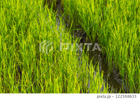 Watering nature of rice field on rice paddy Watering nature of rice field on rice paddy 122508633