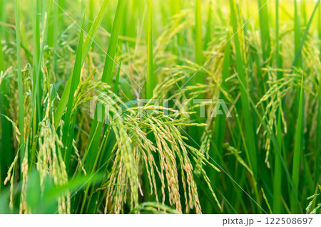 Nature of rice field on rice paddy Nature of rice field on rice paddy 122508697