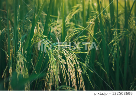 Nature of rice field on rice paddy 122508699