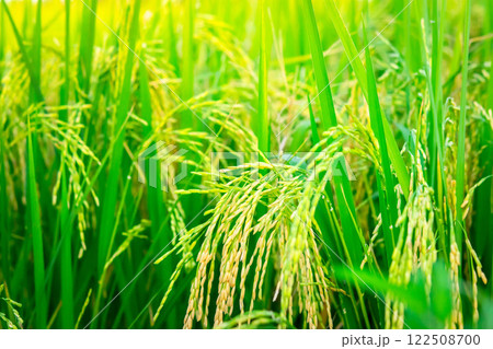 Nature of rice field on rice paddy Nature of rice field on rice paddy 122508700