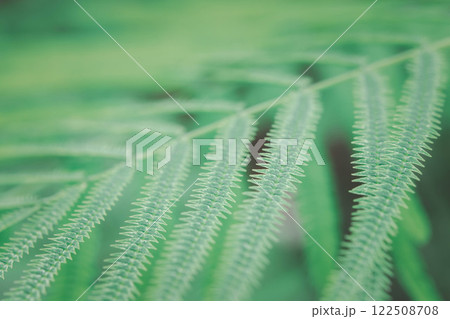 Greenery background of nature plant and leaf Greenery background of nature plant and leaf 122508708