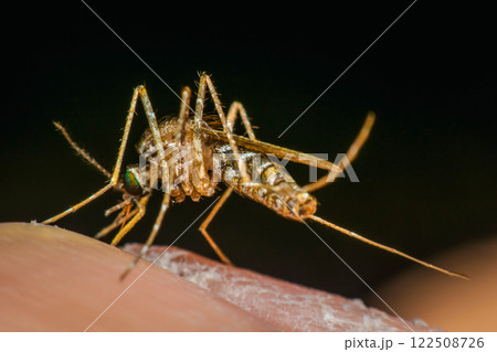 Macro of mosquito (Aedes aegypti) sucking blood 122508726