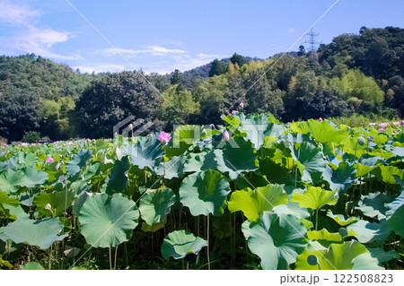 晴れた日の蓮畑の風景 晴れた日の蓮畑の風景 122508823