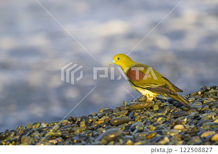 海水を飲みに来たアオバトの雄 122508827