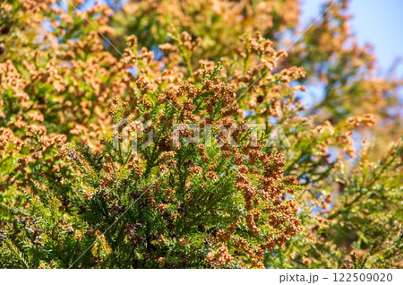 【花粉症イメージ素材】飛散前のスギ花粉・杉の雄花 【花粉症イメージ素材】飛散前のスギ花粉・杉の雄花 122509020