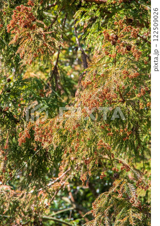 【花粉症イメージ素材】飛散前のスギ花粉・杉の雄花 122509026