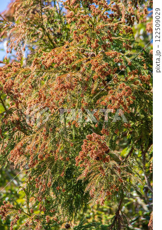 【花粉症イメージ素材】飛散前のスギ花粉・杉の雄花 【花粉症イメージ素材】飛散前のスギ花粉・杉の雄花 122509029