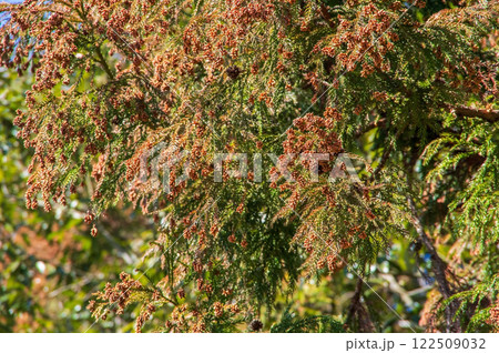 【花粉症イメージ素材】飛散前のスギ花粉・杉の雄花 【花粉症イメージ素材】飛散前のスギ花粉・杉の雄花 122509032